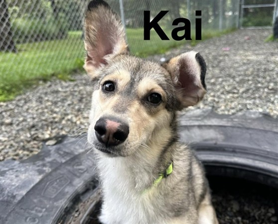 Kai