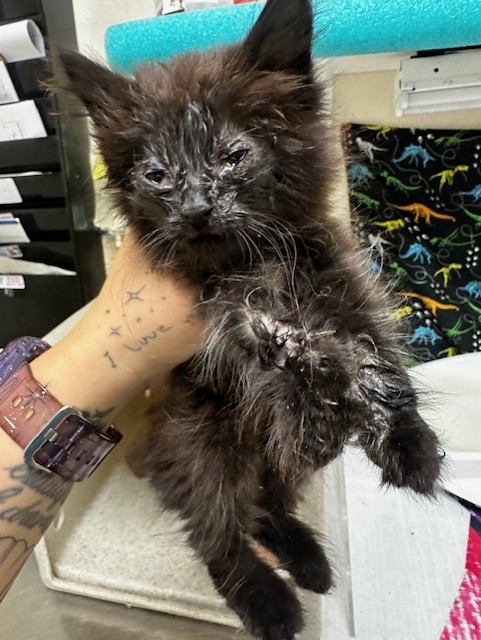 Adoptable Cat