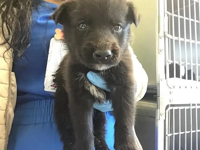 Barkley