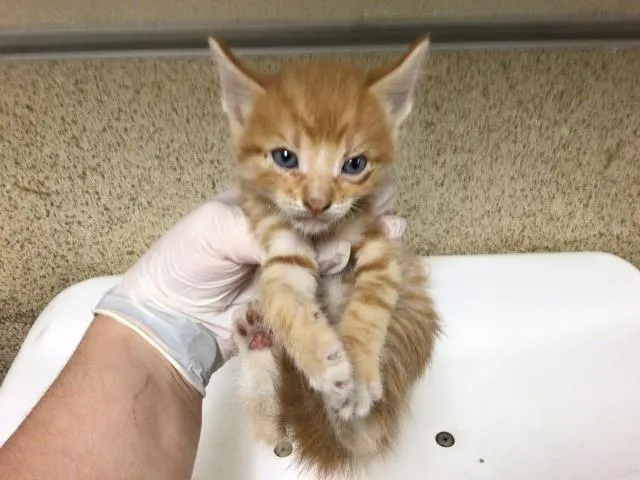 Ralphie