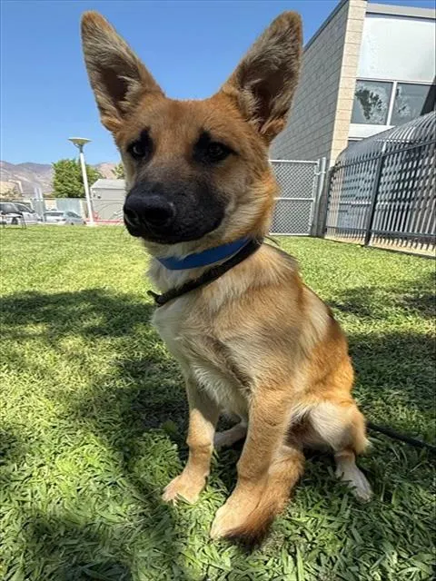 Banjo