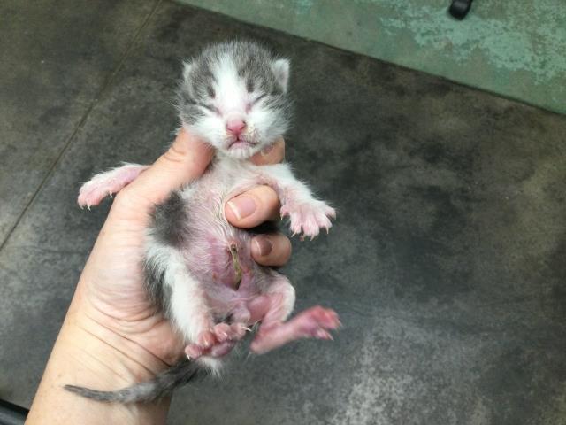 Adoptable Cat