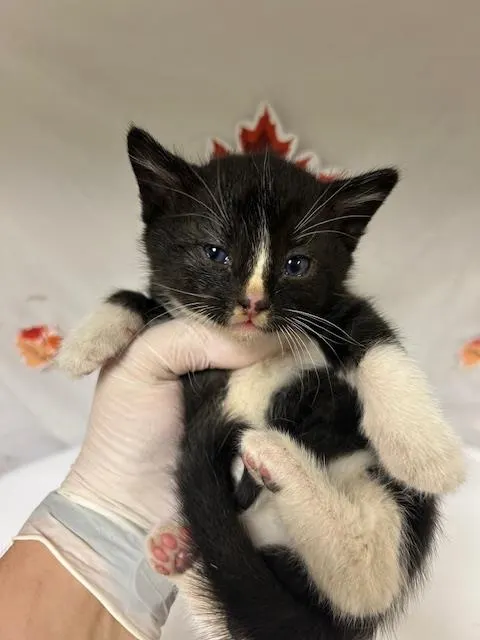 Ferris