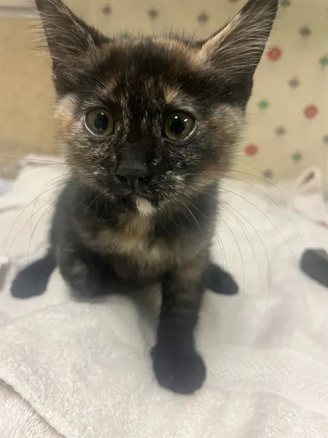 Poe