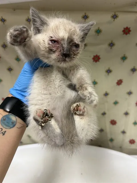 Snowball