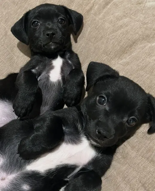 Finley