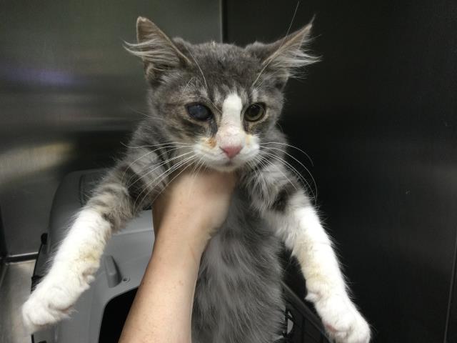 Adoptable Cat