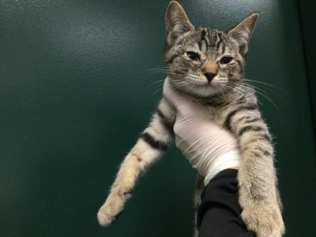 Adoptable Cat