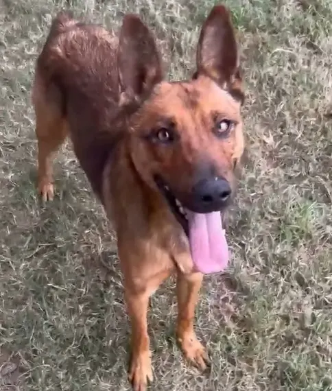 Fox
