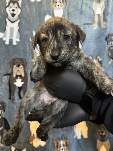 Pepper