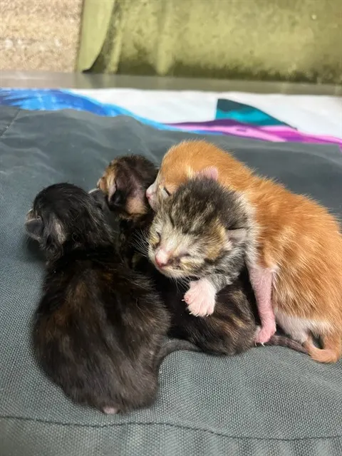 Adoptable Cat