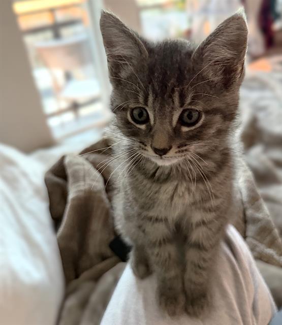 Finn