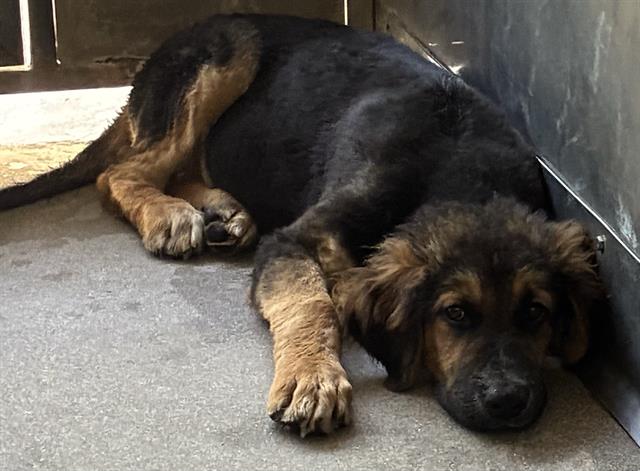 Med Adopt Rover