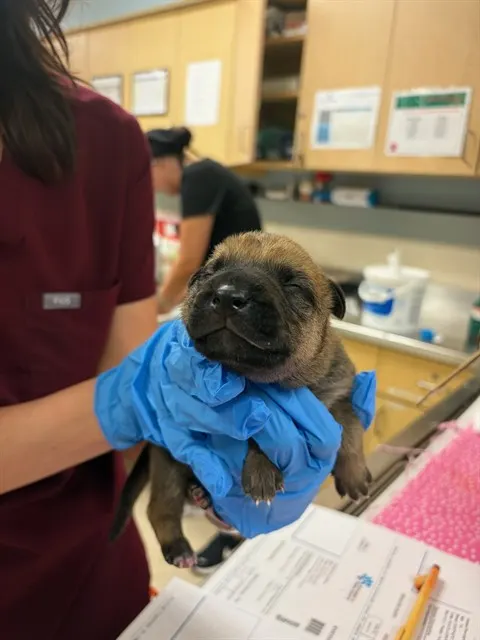 Adoptable Dog