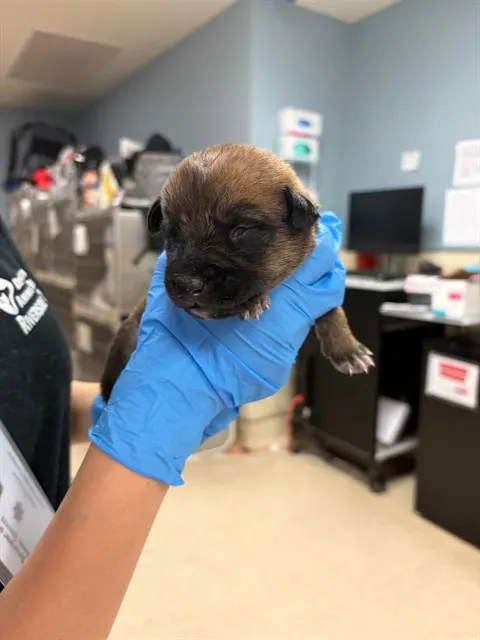 Adoptable Dog
