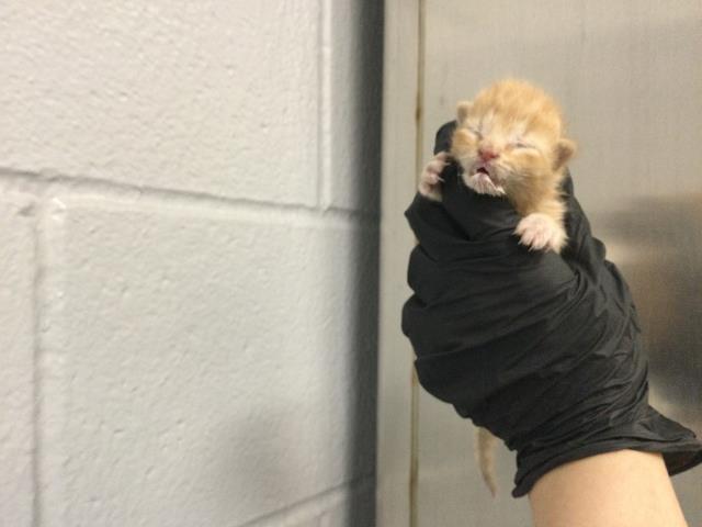 Adoptable Cat