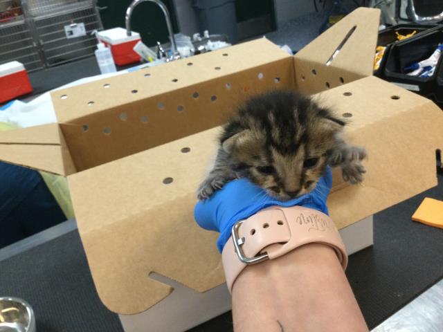 Adoptable Cat