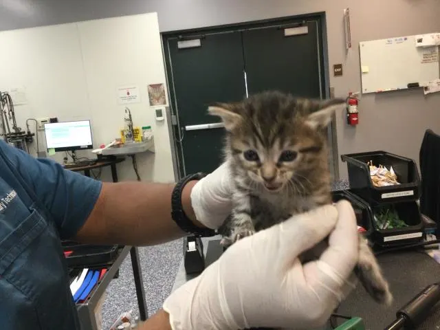 Adoptable Cat