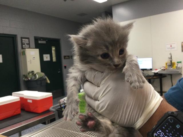 Adoptable Cat