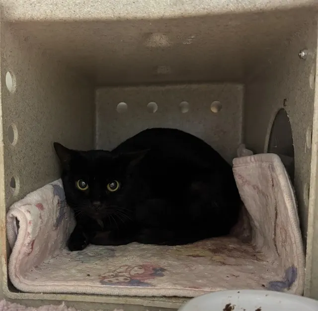 Pumpernickel