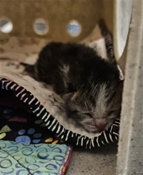 Adoptable Cat