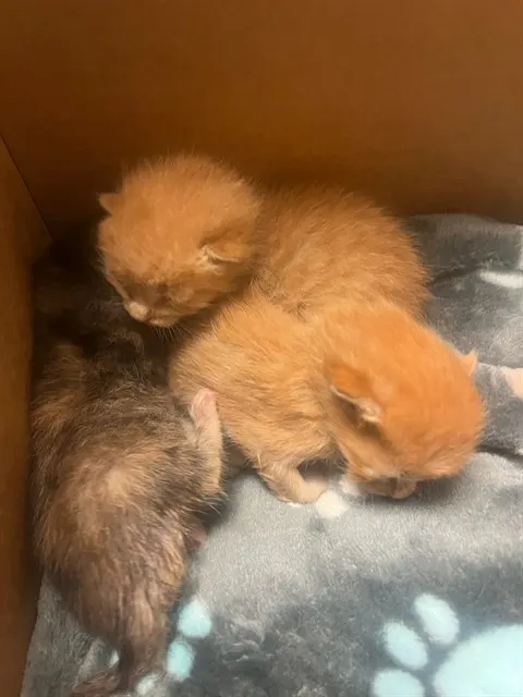 Adoptable Cat