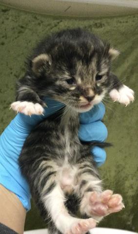 Adoptable Cat