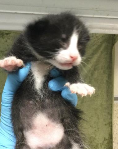 Adoptable Cat