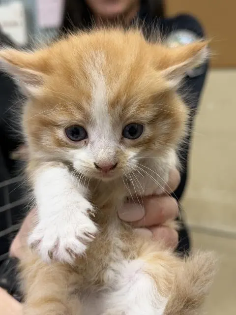 Adoptable Cat