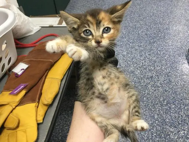 Adoptable Cat