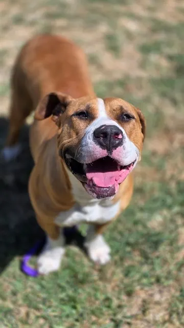 Biscuit