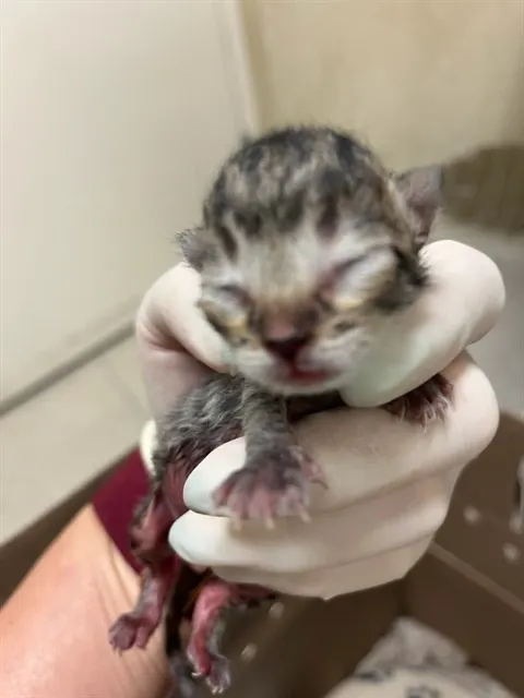 Adoptable Cat