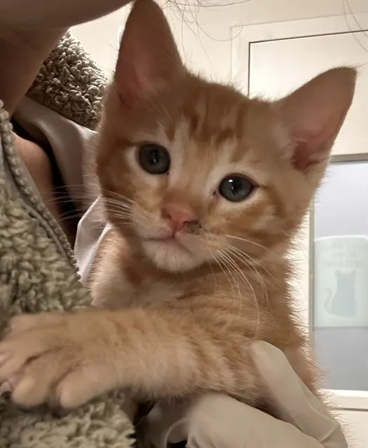 Sammie