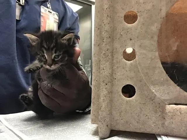 Adoptable Cat