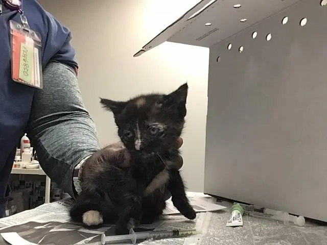 Adoptable Cat