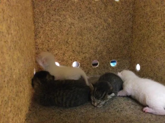 Adoptable Cat