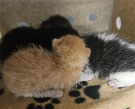 Adoptable Cat