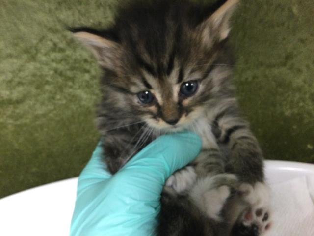 Adoptable Cat