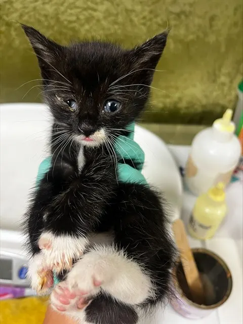 Adoptable Cat