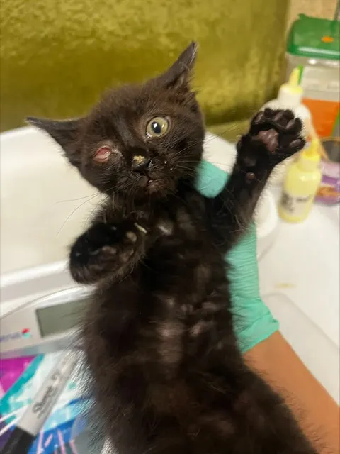 Adoptable Cat