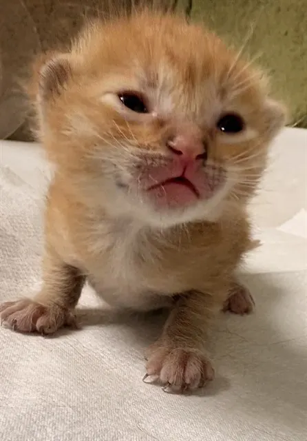 Butterscotch