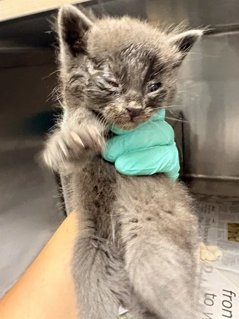 Adoptable Cat