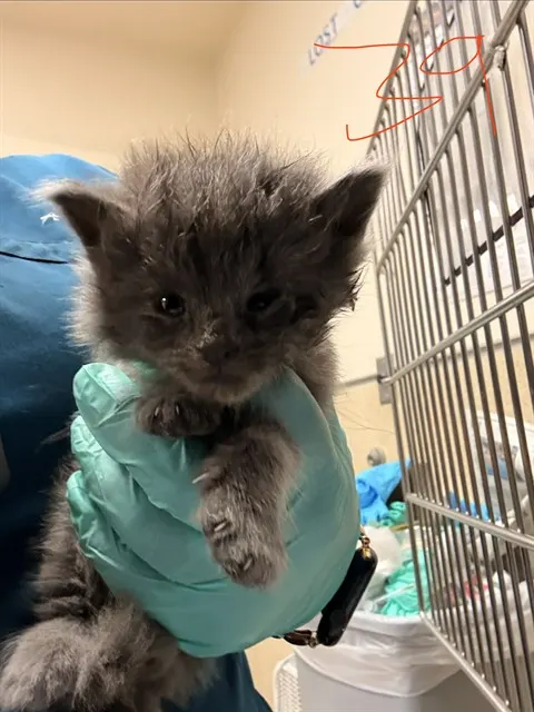 Adoptable Cat