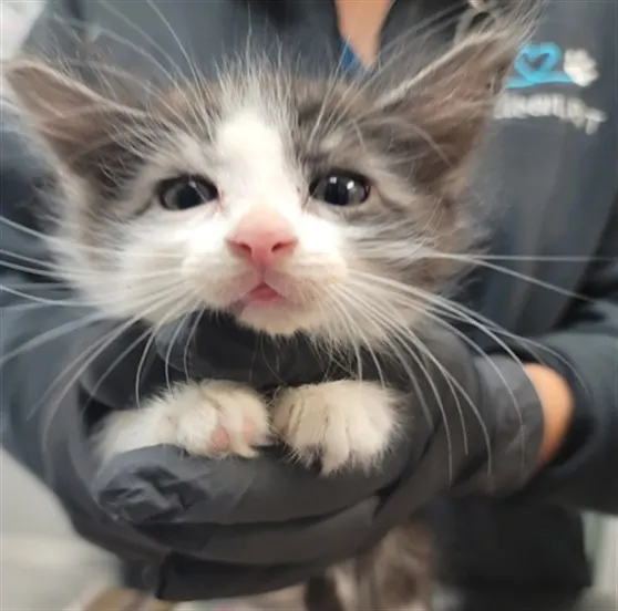Theodore