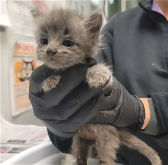 Adoptable Cat