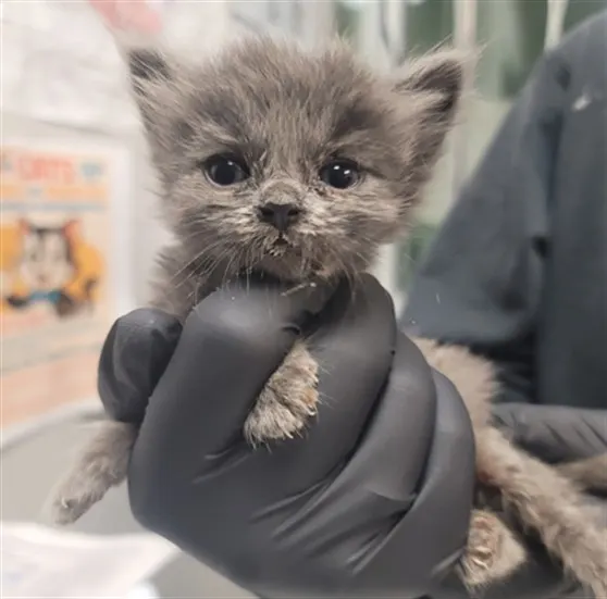 Adoptable Cat