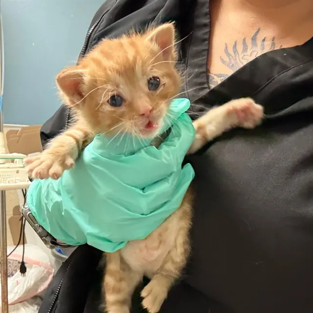 Garfield