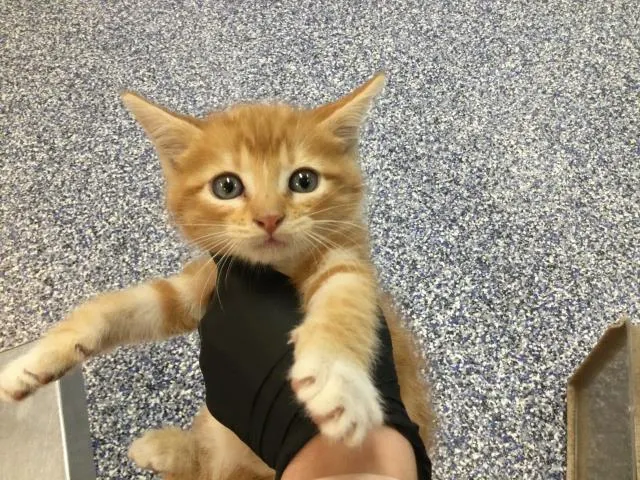 Adoptable Cat