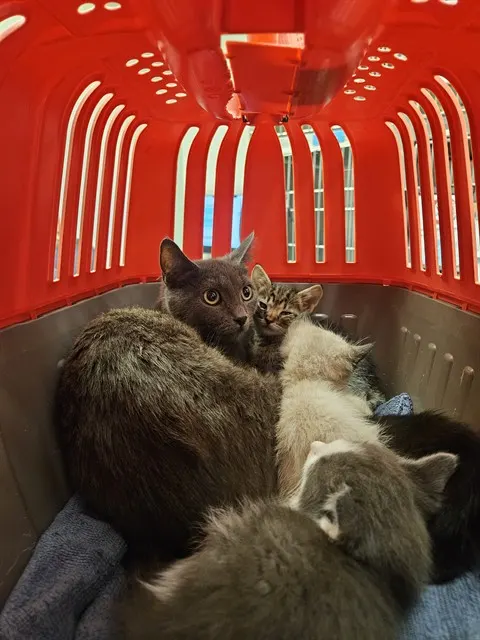 Adoptable Cat