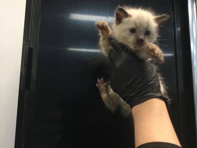 Adoptable Cat